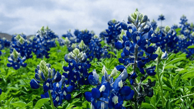 Growth - professional stock photography