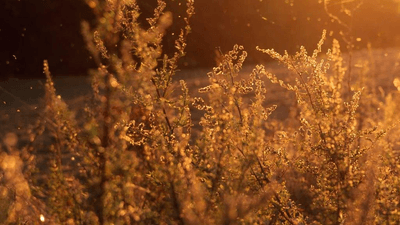 Peace - professional stock photography