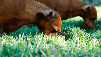 Thinking - professional stock photography